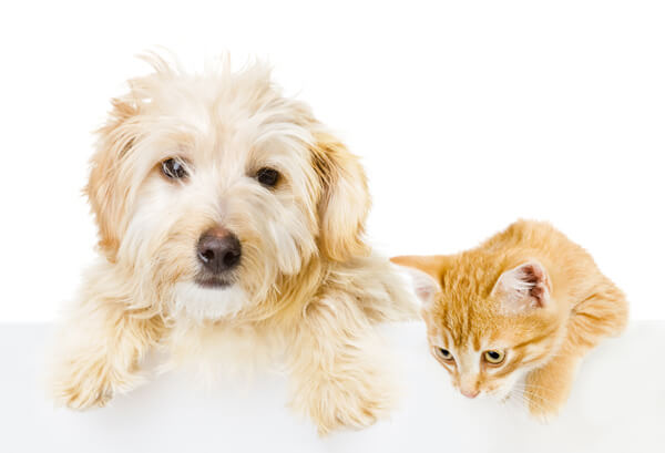 St Francis Animal Hospital - Our Veterinary Services - Cat And Dog